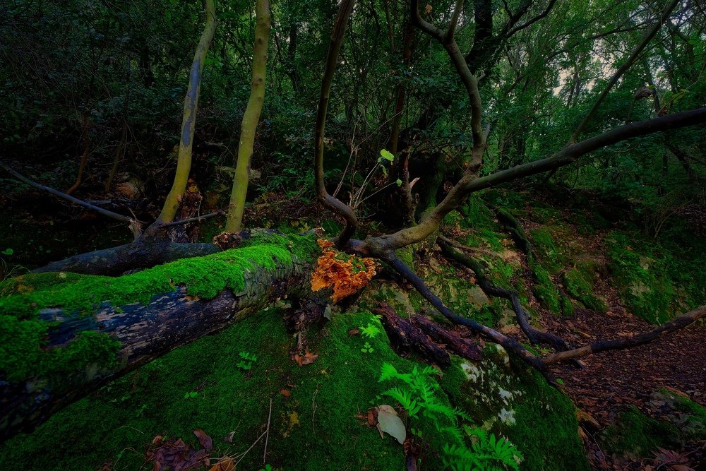 Photograph by Alexander Leshinsky