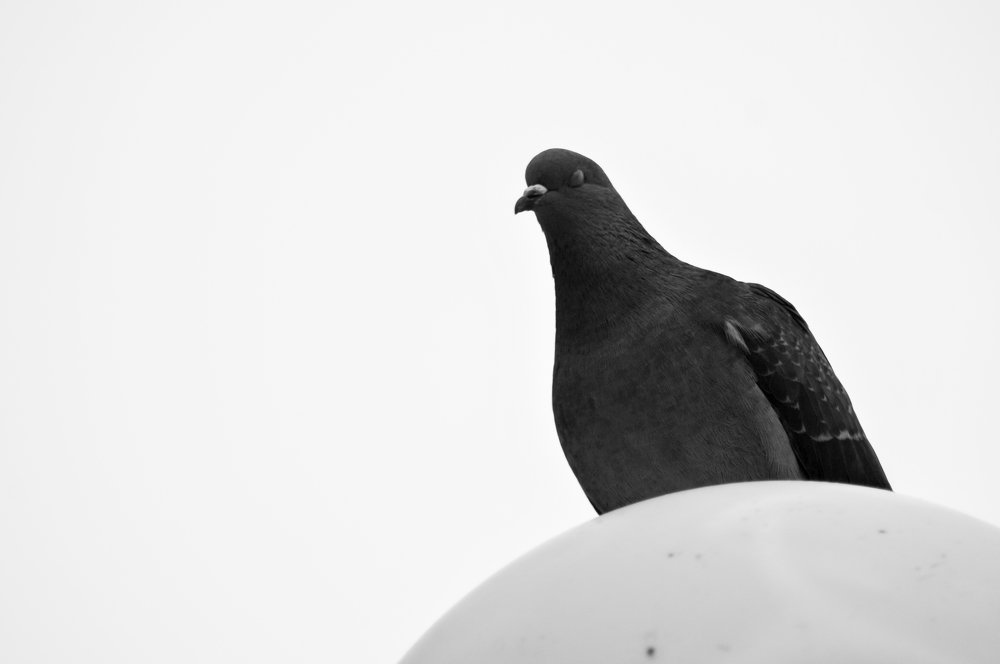 Photograph by Константин