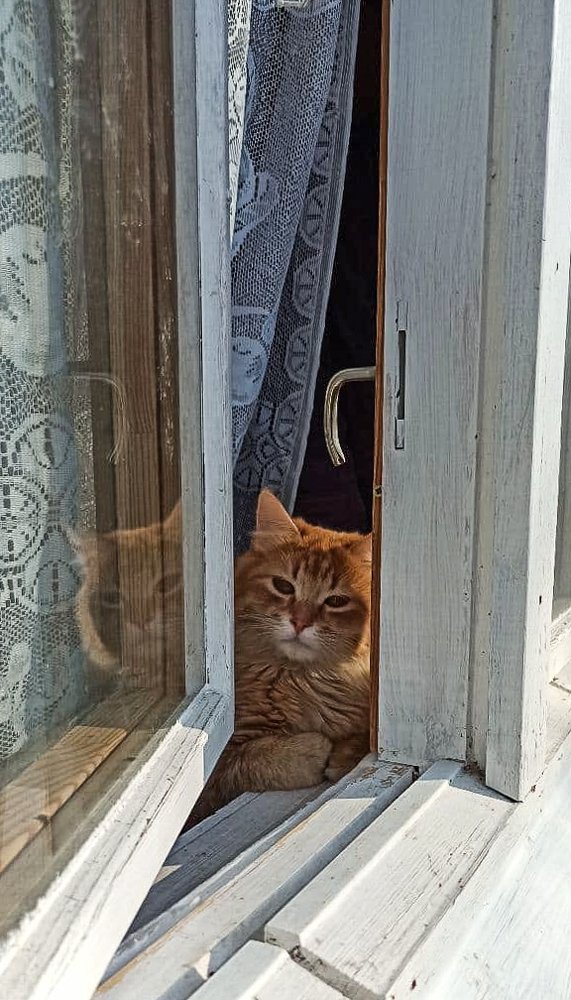 Фотография автора Мария Веселова