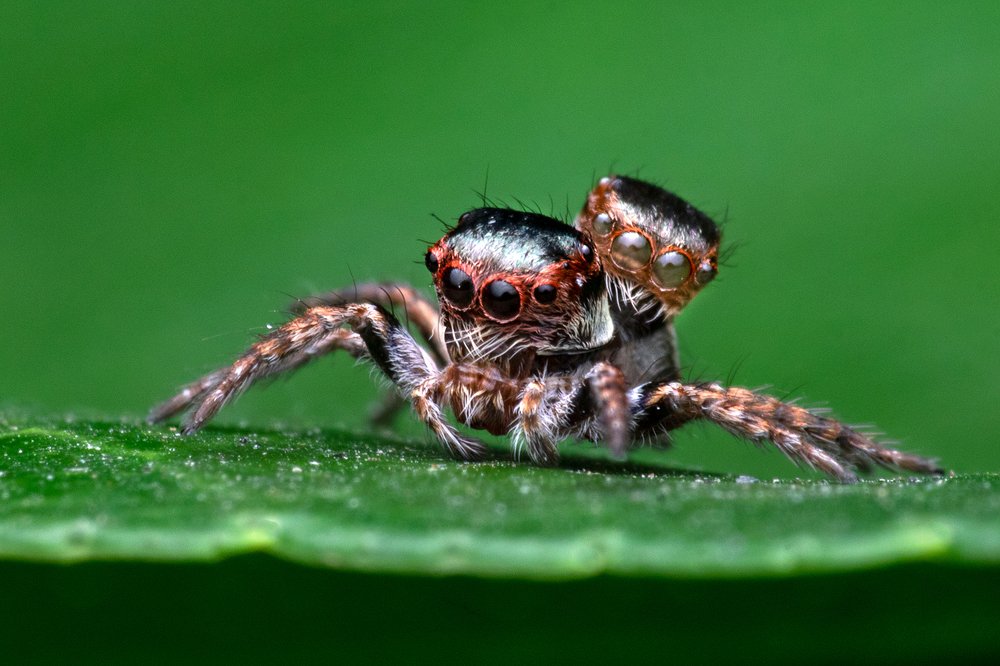 Photograph by Subhankar Bardhan