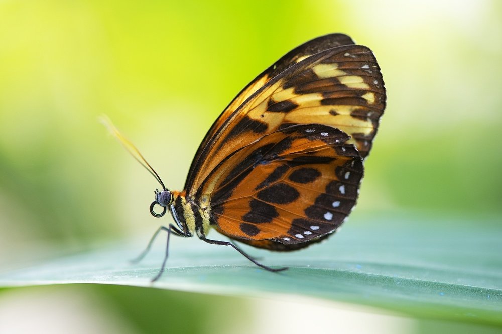 Photograph by Radim Ziman