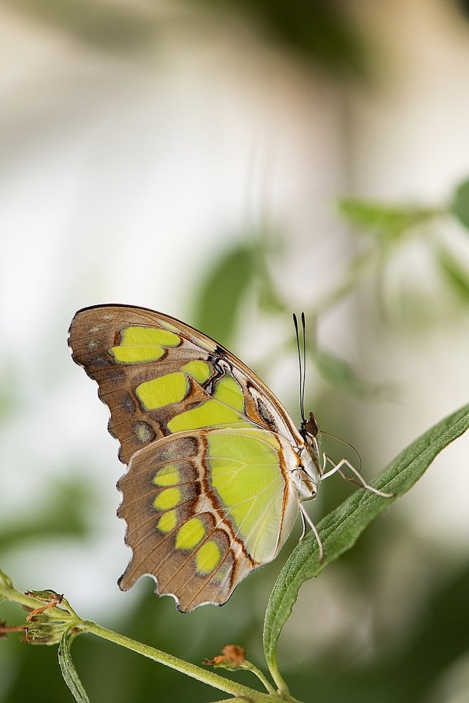 Photograph by Radim Ziman