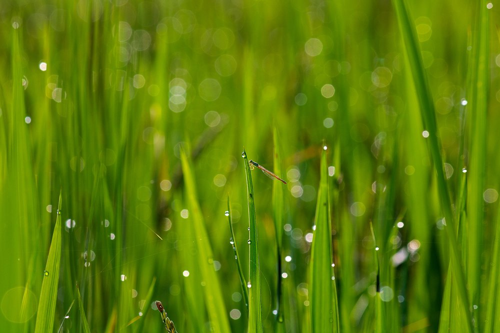 Photograph by Subhankar Bardhan