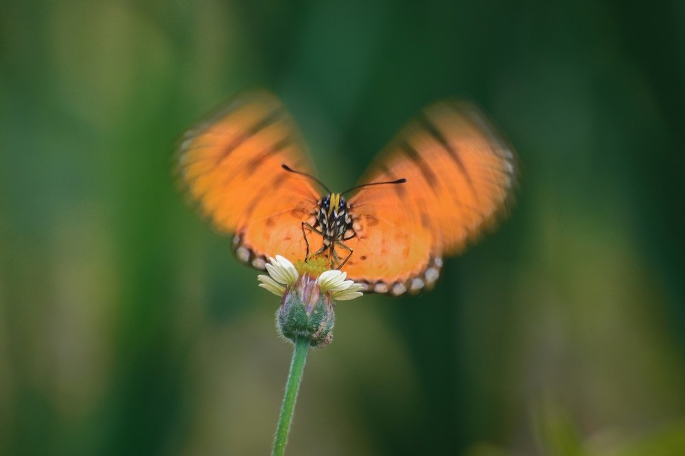 Photograph by Subhajit Paul