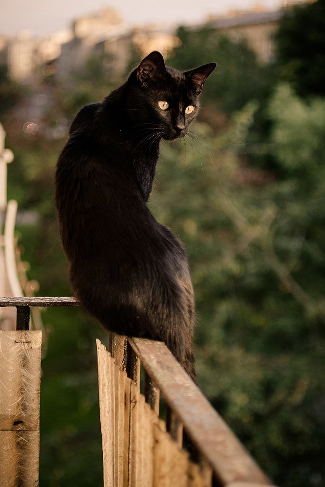 Фотография автора Мария Веселова