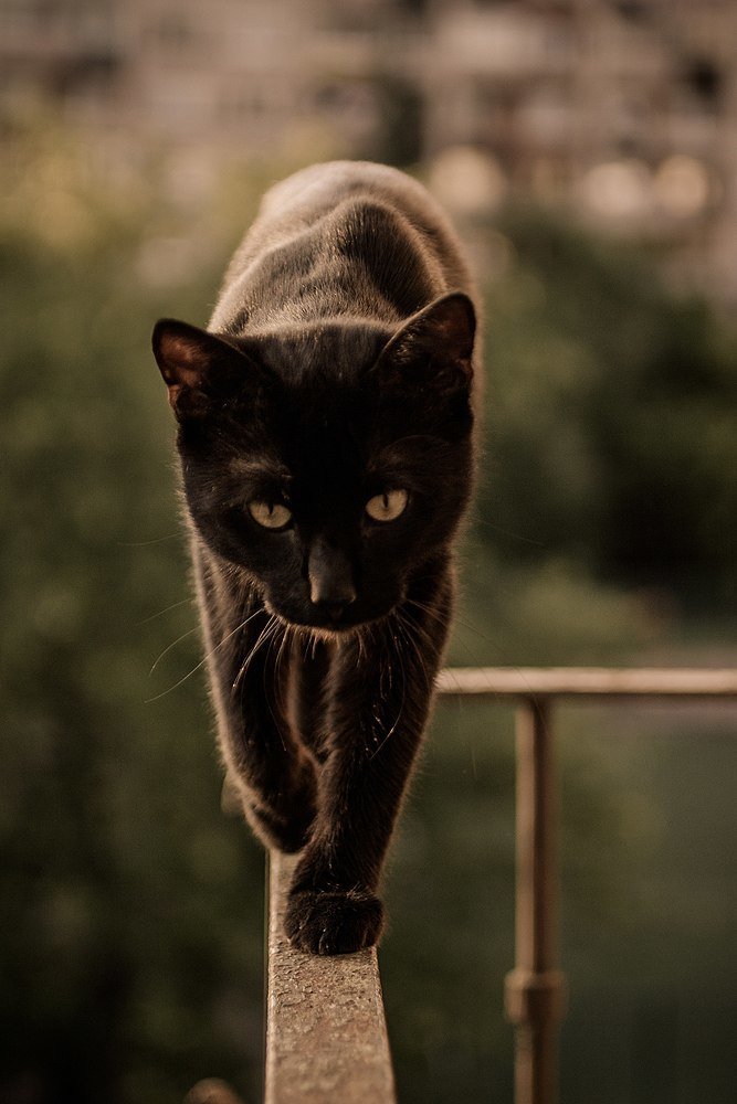 Фотография автора Мария Веселова