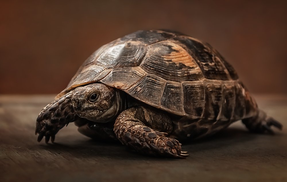 Photograph by Мираслава Михоровская