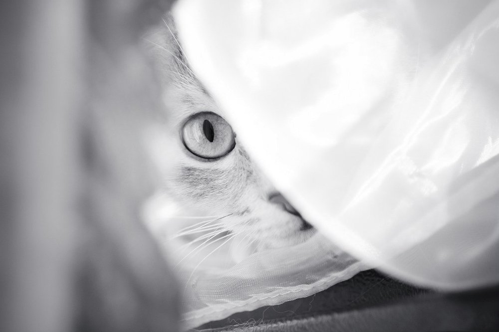 Фотография автора Мария Веселова