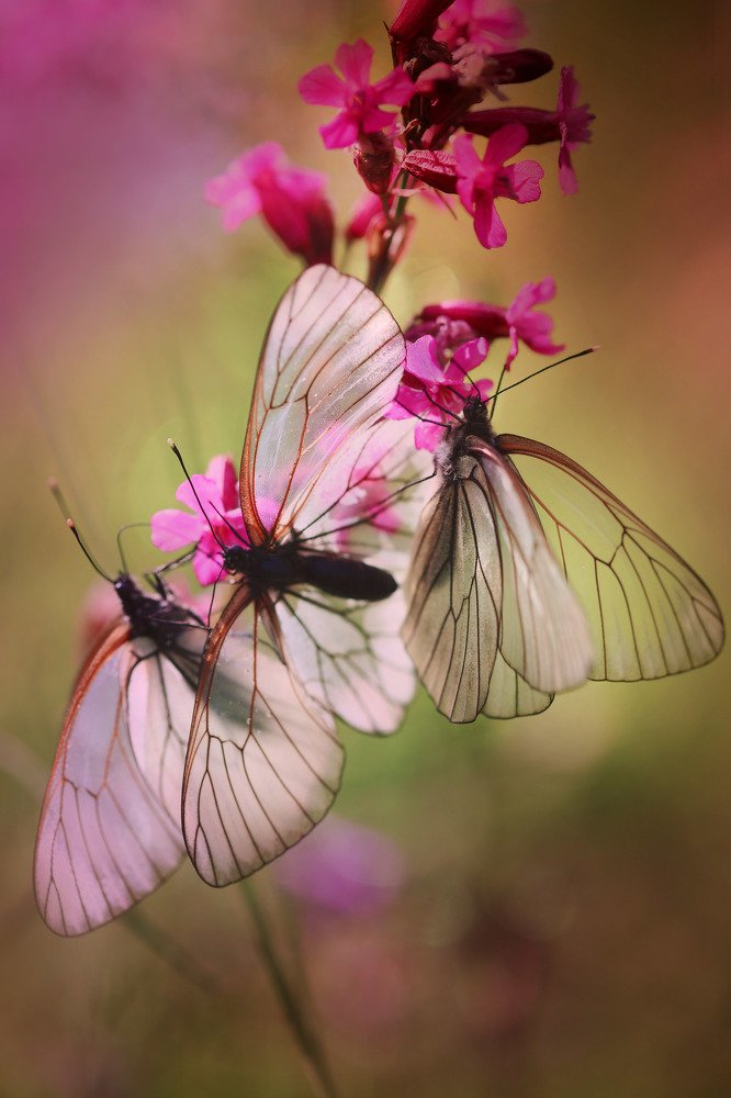 Photograph by Виктория Нарчук