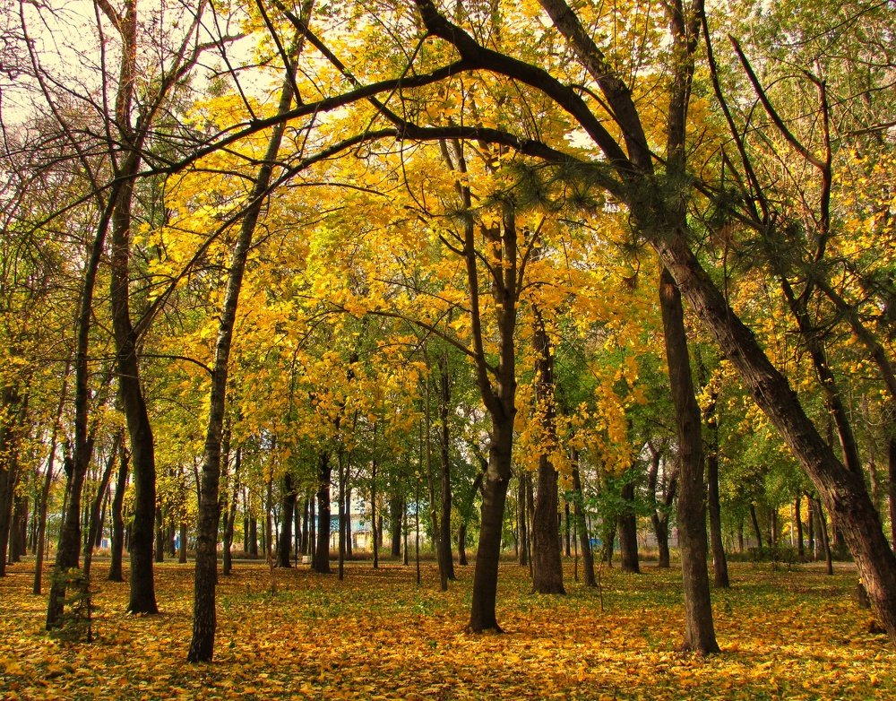 Золотая роща.