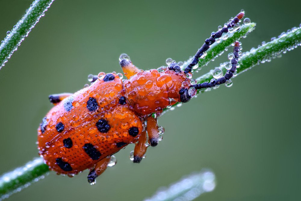 Photograph by Сергей Рубан