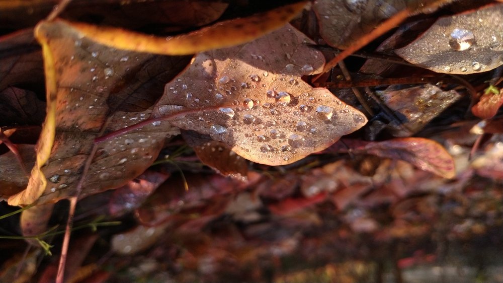 Photograph by Ирина Корх