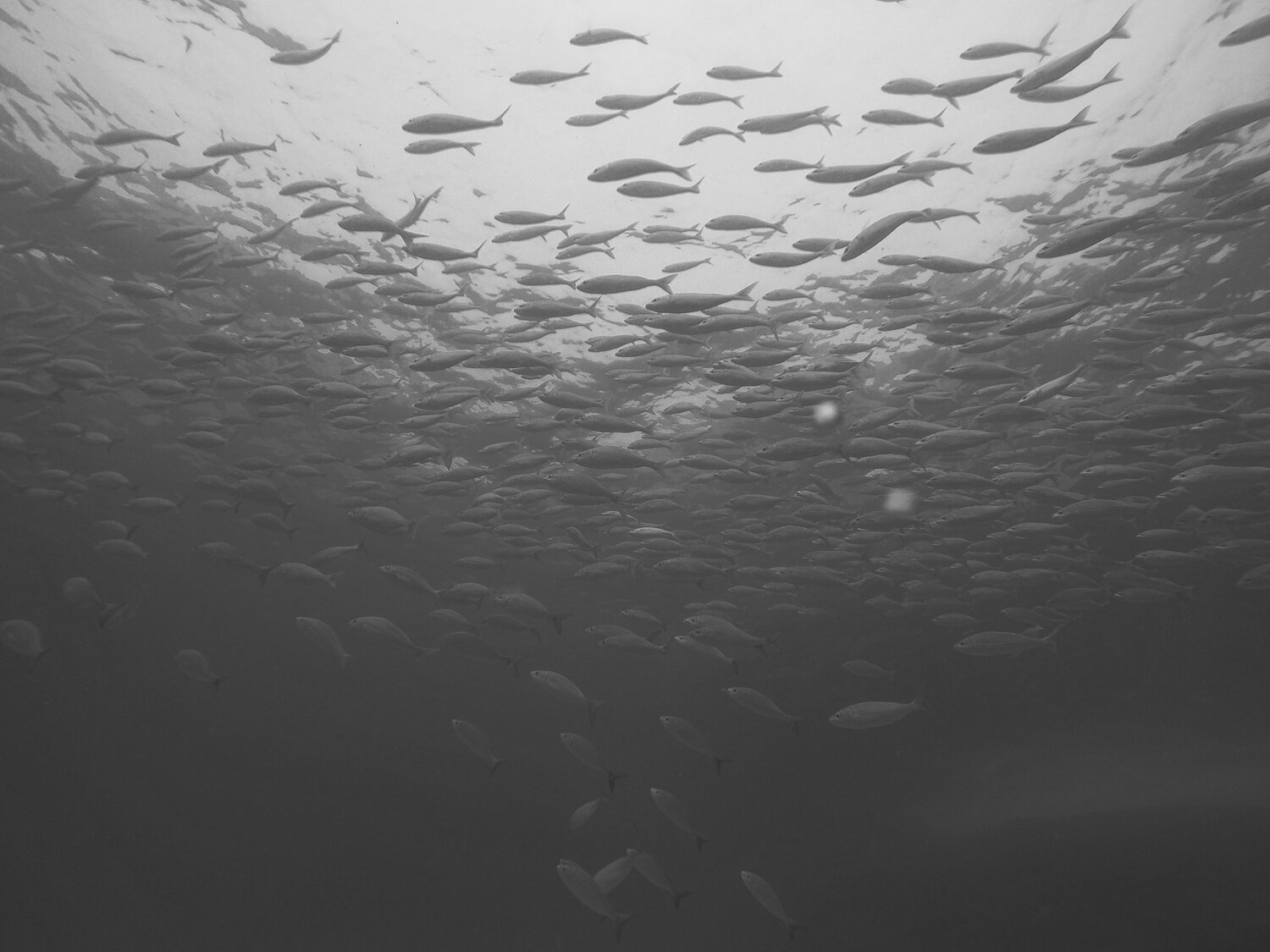 Photo #5305922