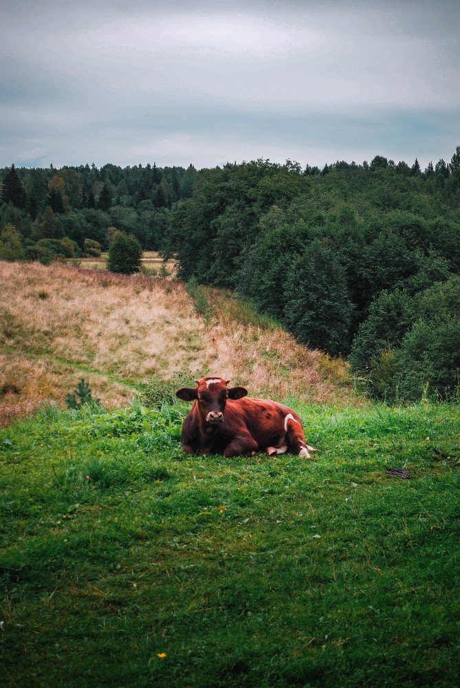 Photograph by Сергей Доржиев