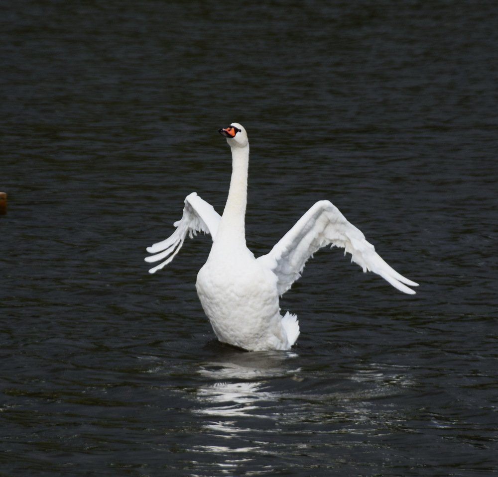 Photograph by Galina Leskova