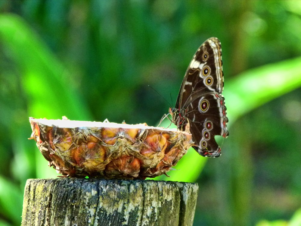 Photograph by Silvia Tereza Ferrante Marcos de Lima