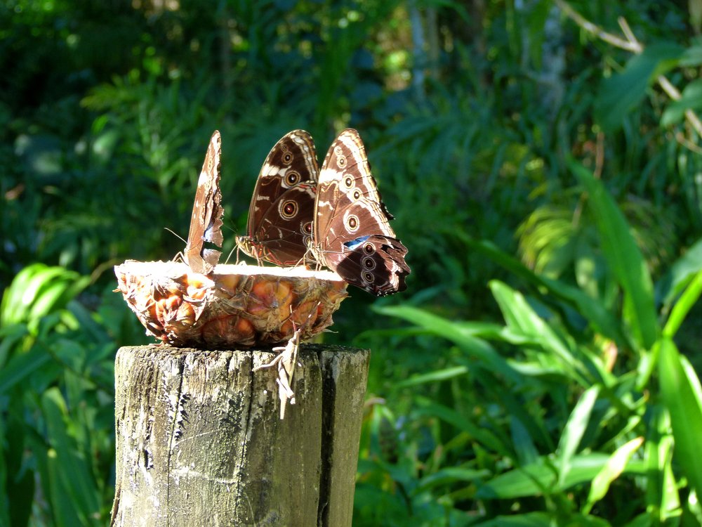 Photograph by Silvia Tereza Ferrante Marcos de Lima