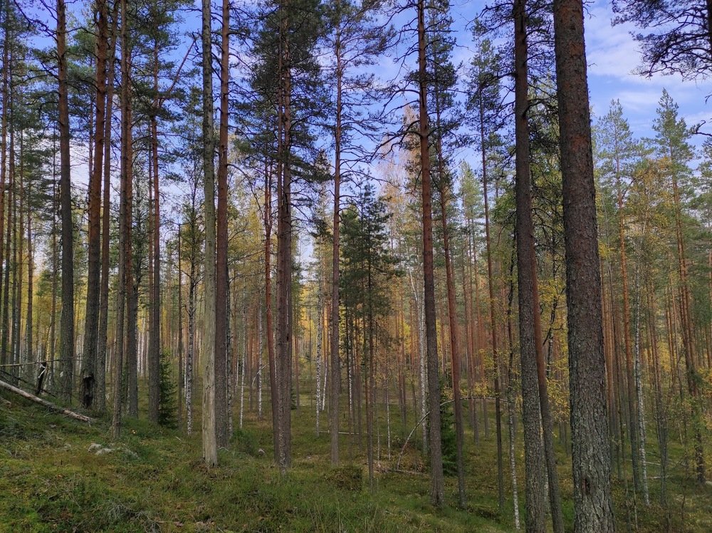 Photograph by Ирина Кузьмина