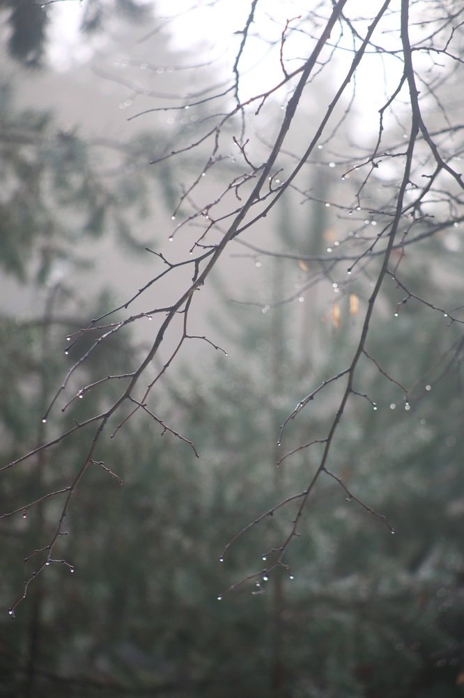 Photograph by Елена Хорошильцева