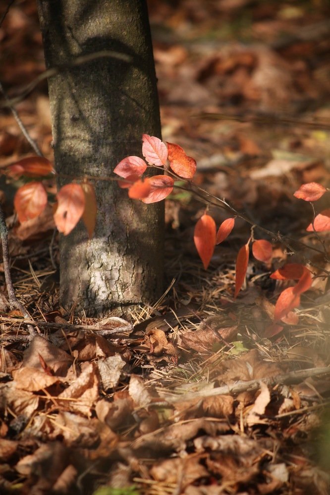 Photograph by Елена Хорошильцева