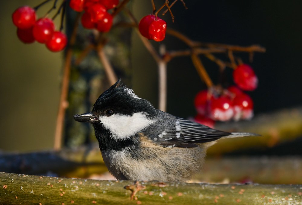 Фотография автора Юрий Калиногорский