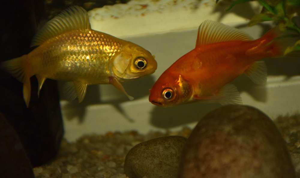 Photograph by Tony Tosedo