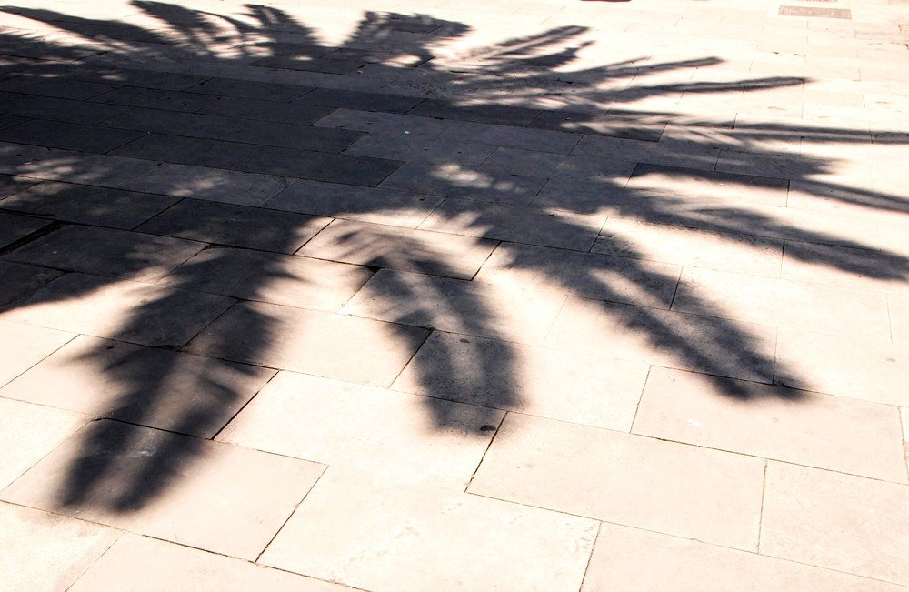 В тени пальмы