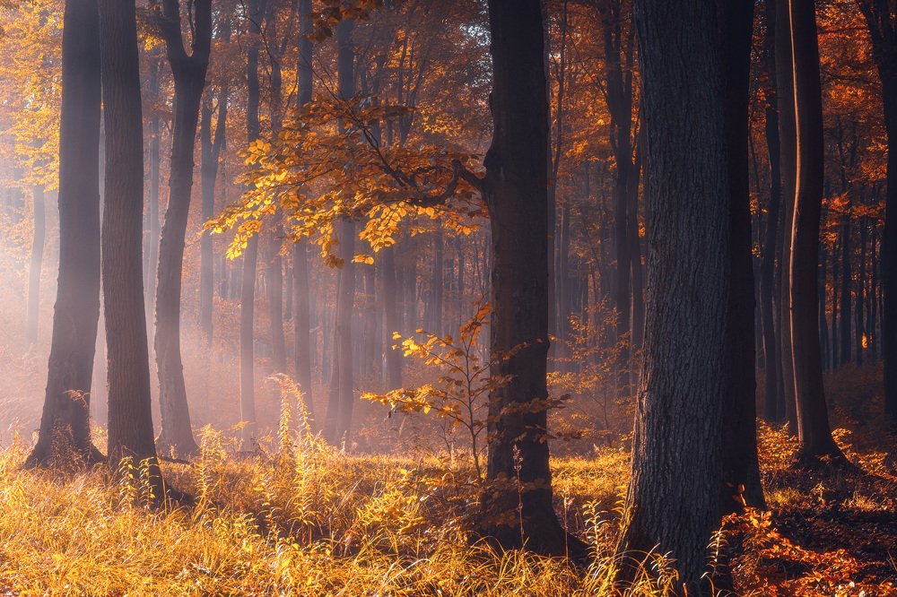 Фотография автора Michał Tomczak