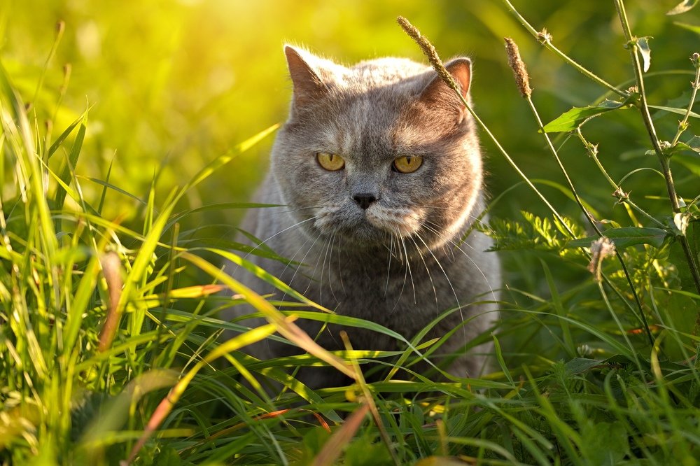 Охота не удалась