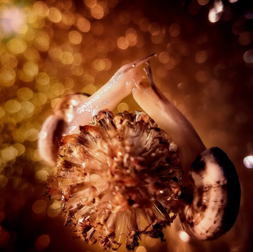 Неземное притяжение