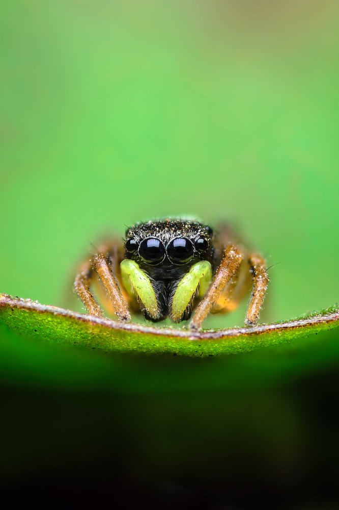 Гелиофанус медный