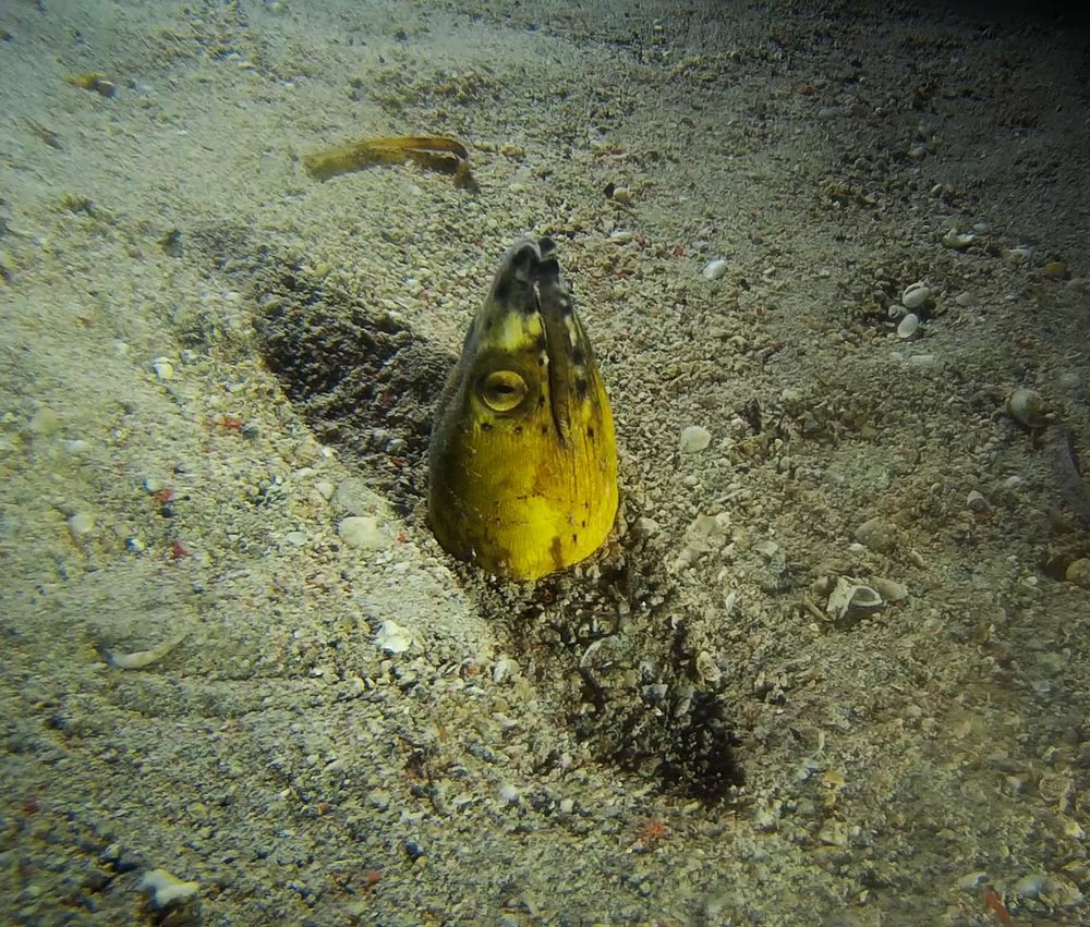Eel Eye