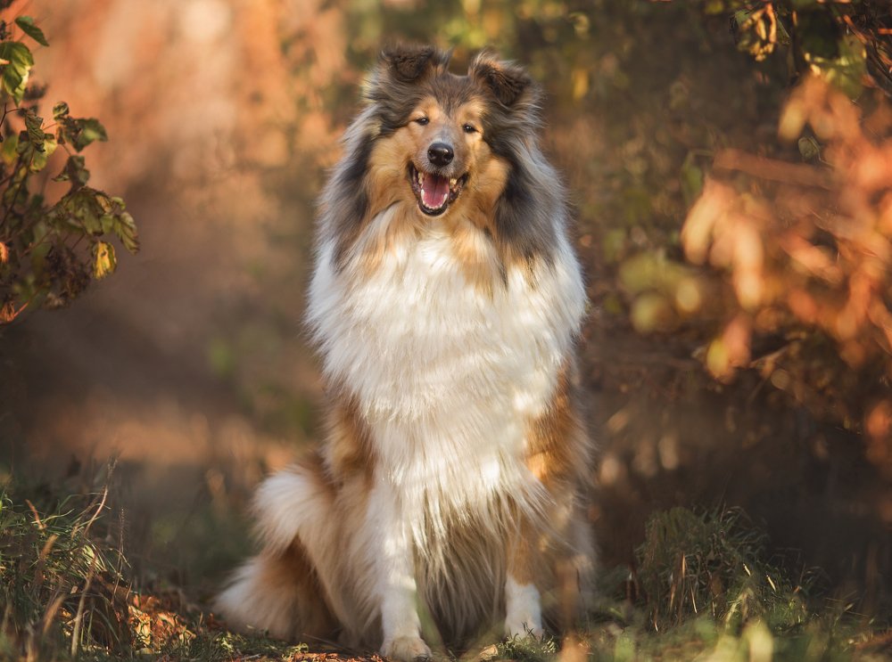Осенний колли