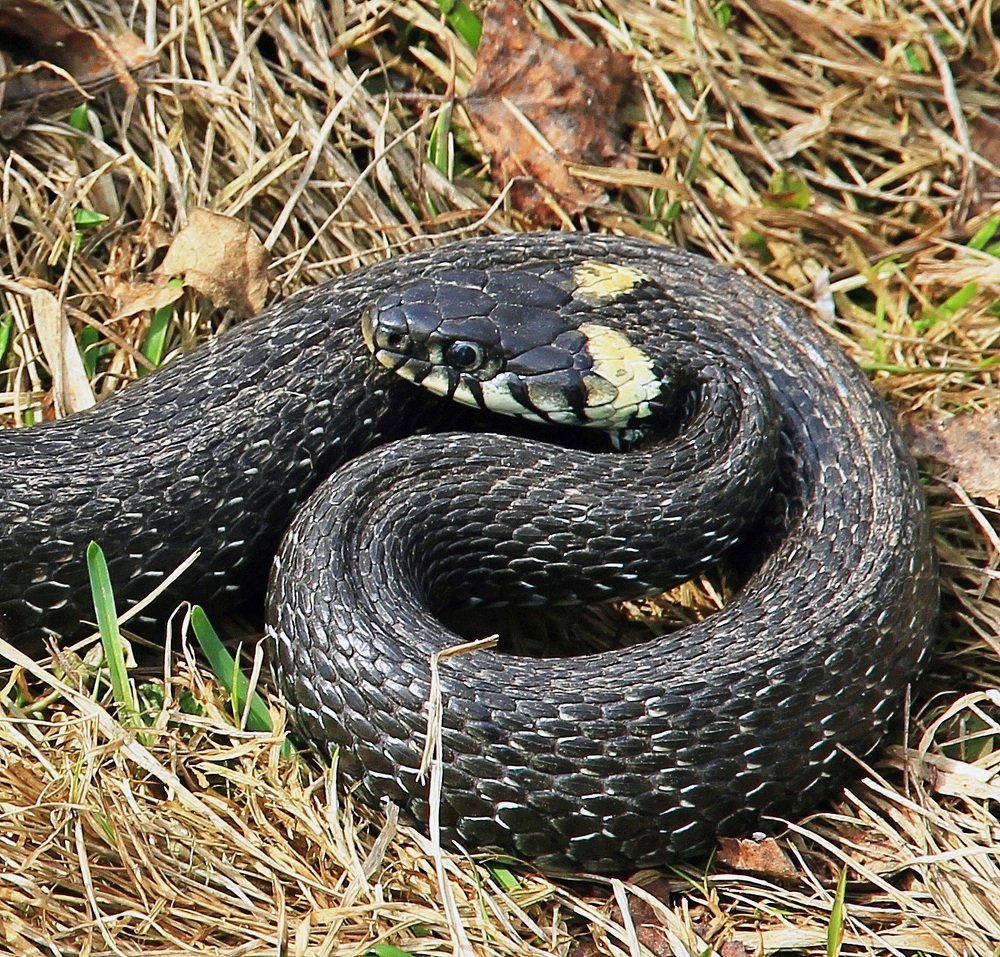 Photograph by Александр Бугаенко