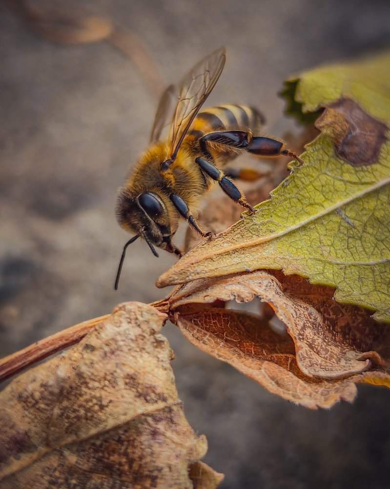 Пчела в последние дни перед спячкой