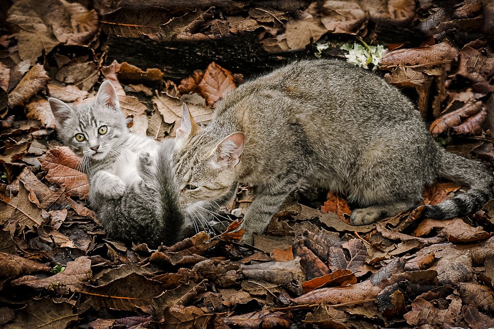 Photograph by Alma Delia Chávez Rojas