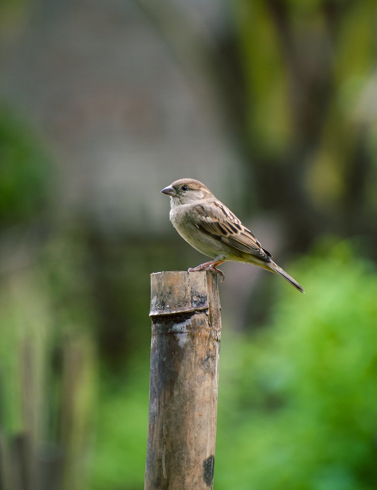 Photograph by LEENA MOHAN