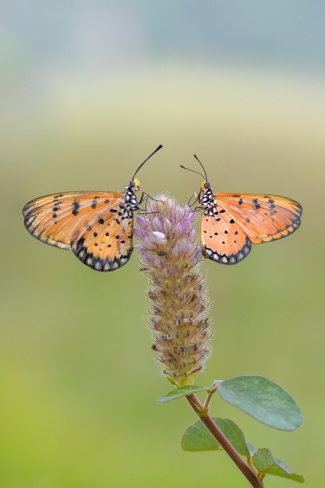 Photograph by Luvis_Artphoto