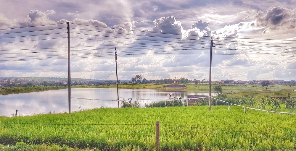 Paddy Fields behind the lake