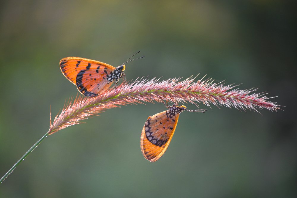 Photograph by Luvis_Artphoto