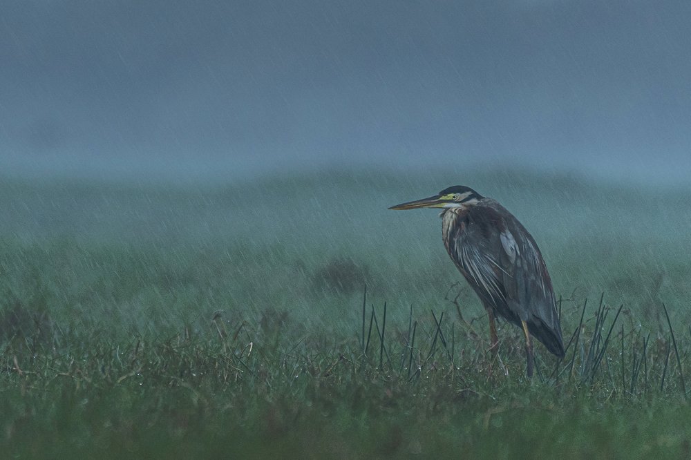 Photograph by Himadri Bhuyan