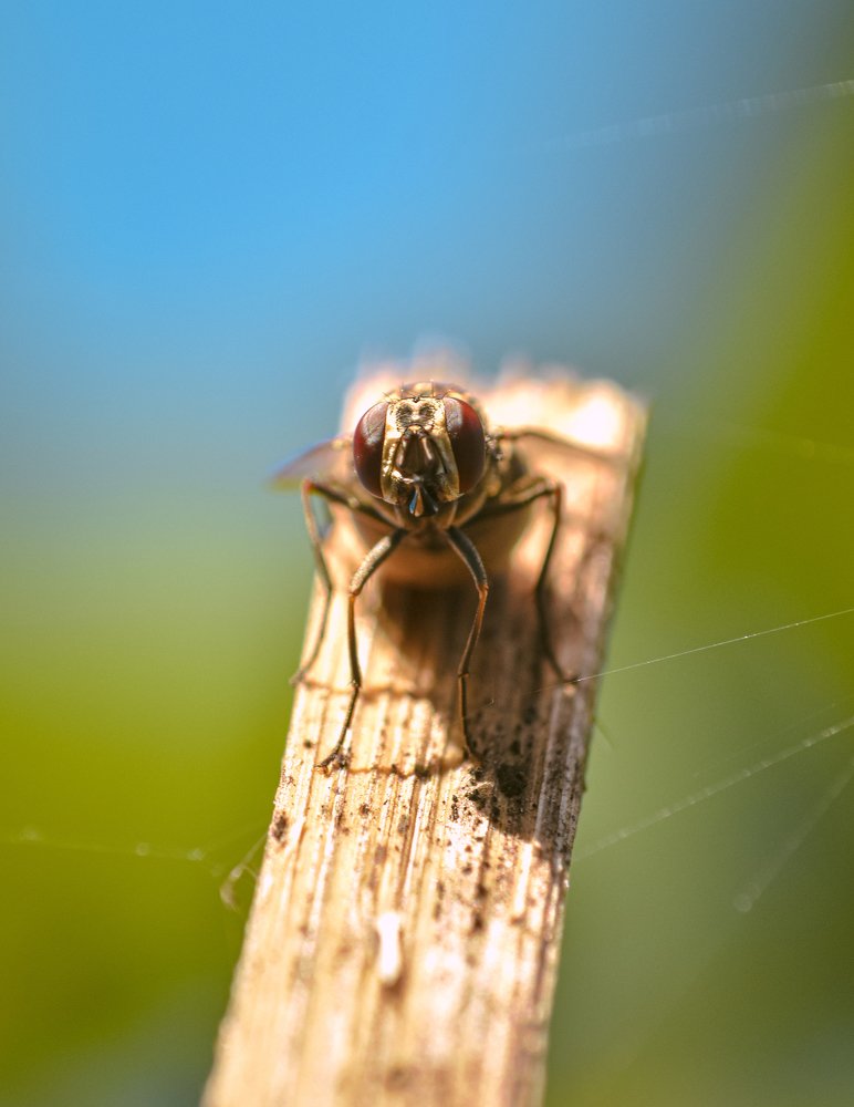 Photograph by LEENA MOHAN