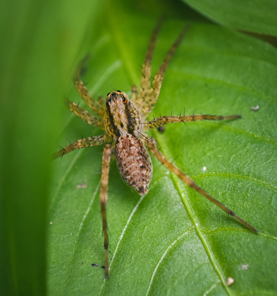 PARDOSA