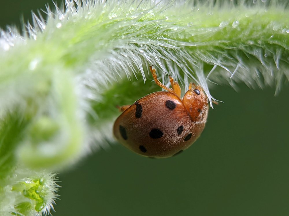 Up close  with a ladybug