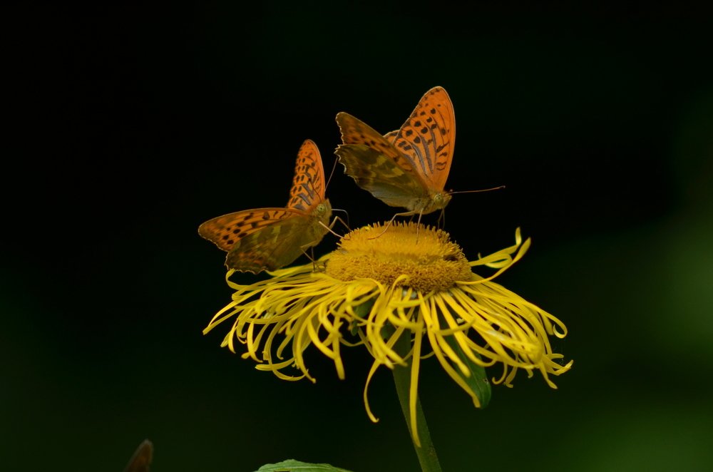 Photograph by Николай Абрамов