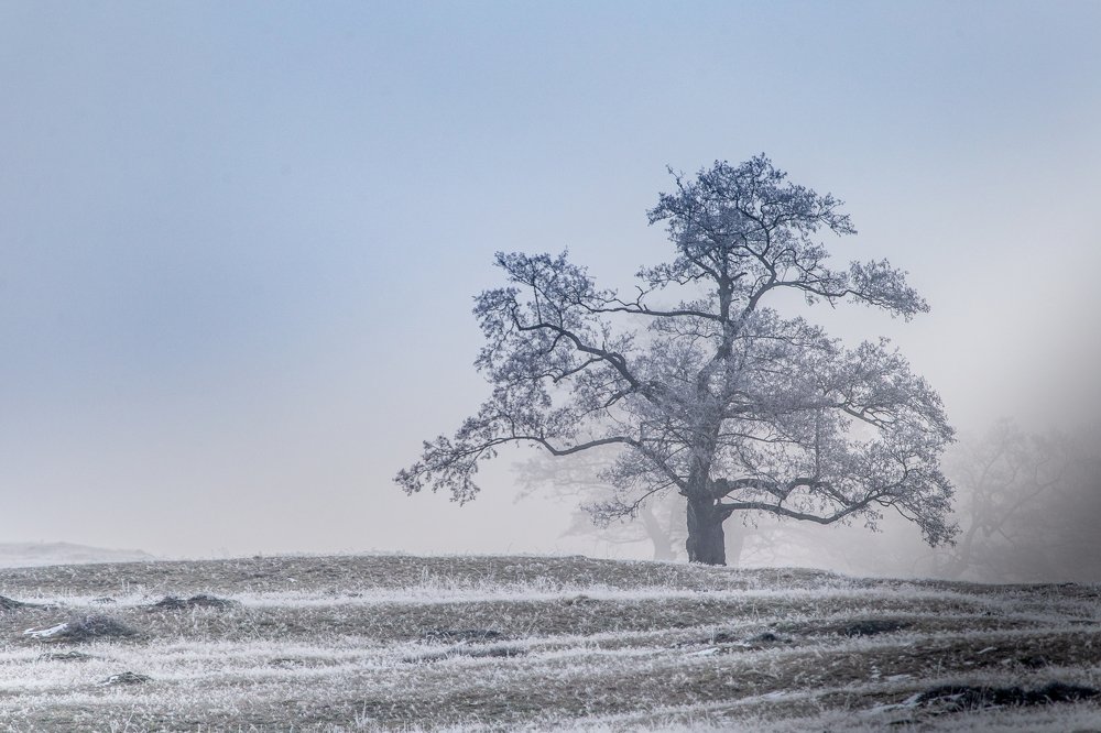 Photograph by Dzintra Zvagina