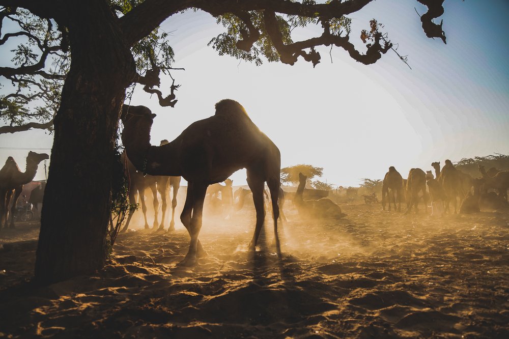 Photograph by Suraj Naik