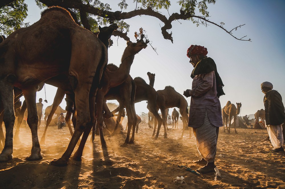 Camel and his Master