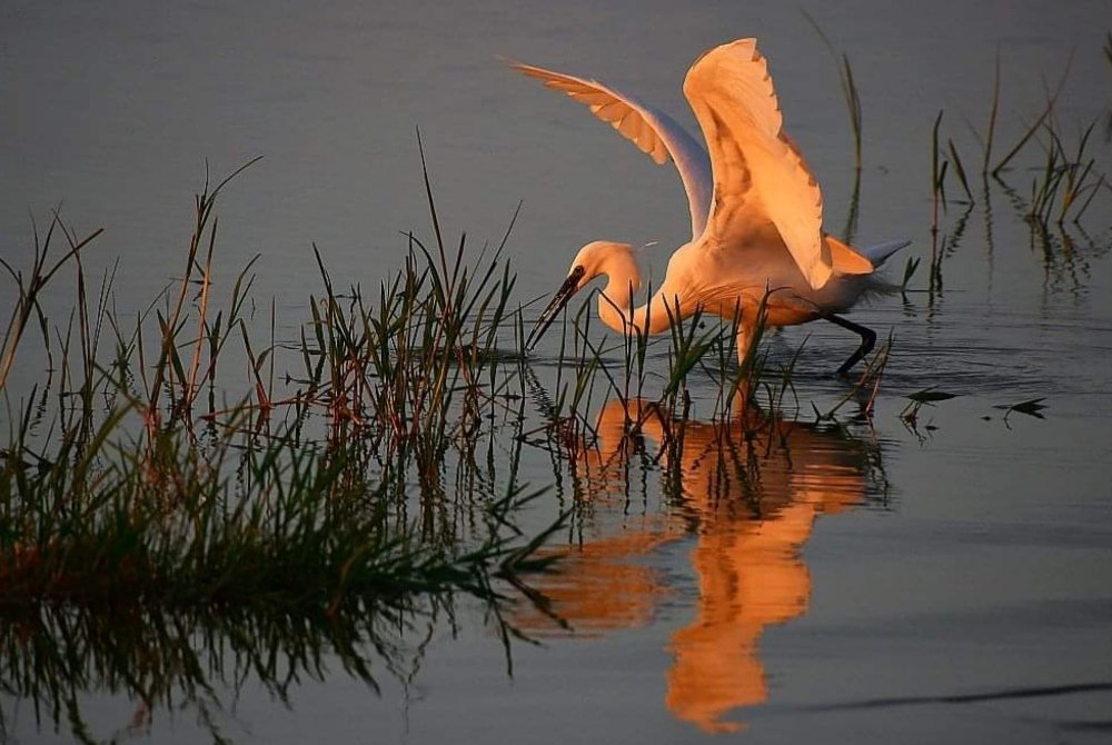White egrett hunting