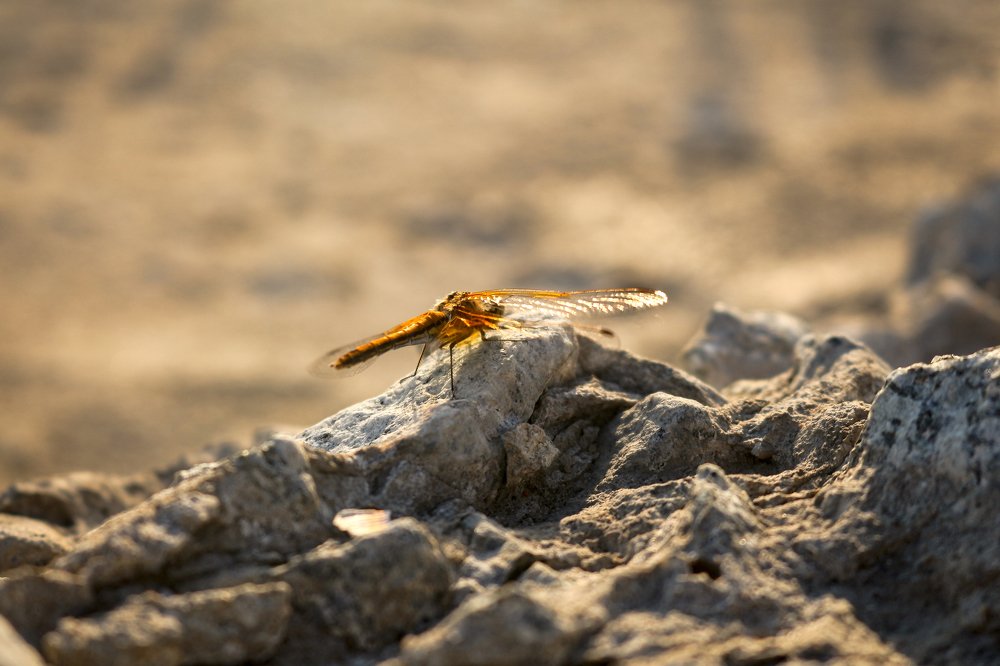 Photograph by Сергей Захаров